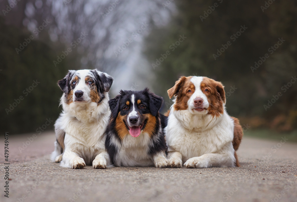 Cute dogs australian shepherd aussie sit on the road in the forest in autumn spring summer. Selective focus image Cute dogs australian shepherd aussie sit on the road in the forest in autumn spring summer. Selective focus image