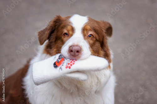 Cute Australian Shepherd dog Aussie holds a mitten glove in his teeth in his mouth. Selective focus image