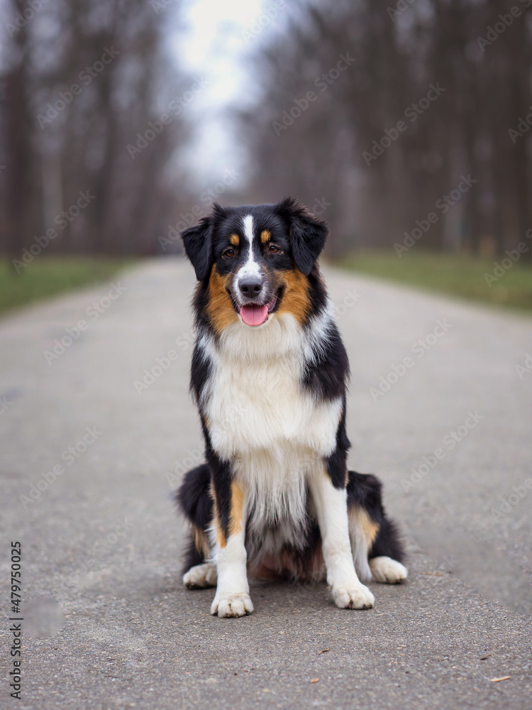 A cute dog australian shepherd aussie sits on the road in the forest in autumn spring summer. Selective focus image A cute dog australian shepherd aussie sits on the road in the forest in autumn spring summer. Selective focus image
