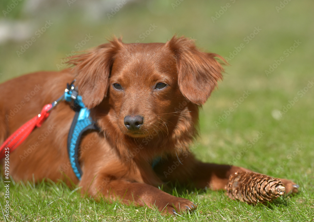 Small ginger dog of the Nevskaya Orchid breed
