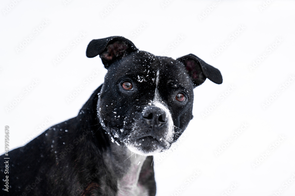 a black english stafford dog looking at the camera