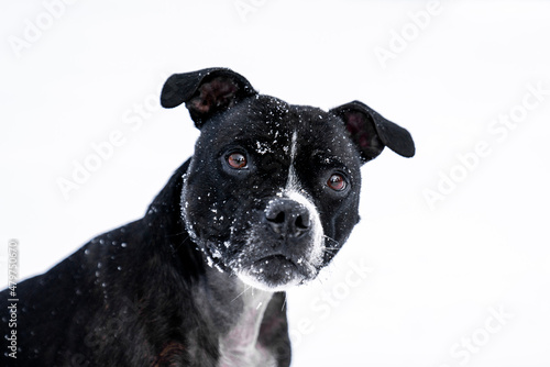 Slika na platnu a black english stafford dog looking at the camera