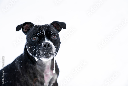 a black english stafford dog looking at the camera photo