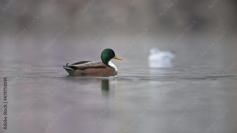 Mallards swimming on a calm lake in winter Mallards swimming on a calm lake in winter