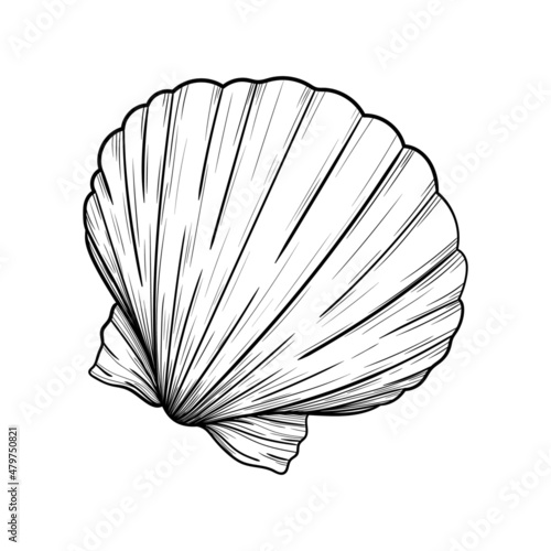 sea shell vector line illustration