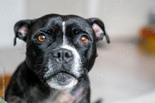 a black english stafford dog looking at the camera