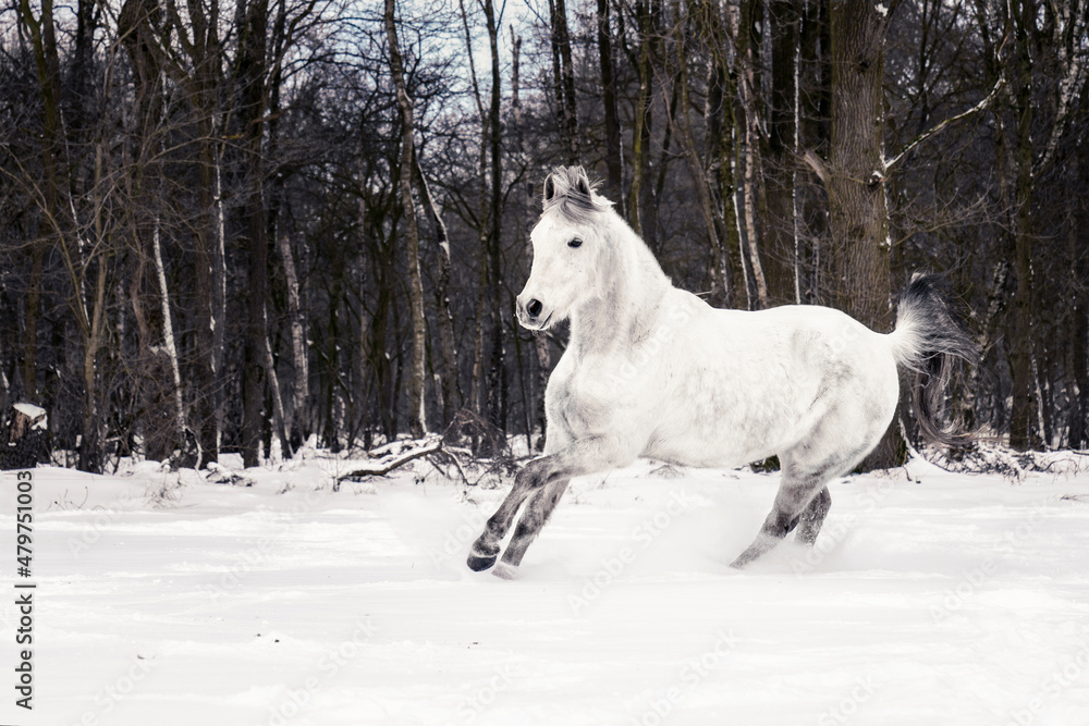 Obraz premium Arabian horse galloping trough snow