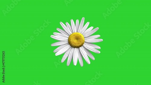 animation of a blooming daisy flower on a green background