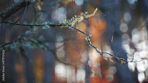 The tree branch is covered with lichen. Sunset light. The light. Autumn forest. Tree branch close-up. photo
