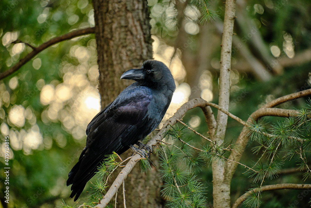 Obraz premium 都会の公園のカラス