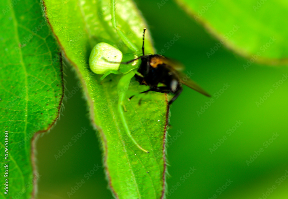 Crab-shaped spiders prey on insects that inhabit wild plants Crab-shaped spiders prey on insects that inhabit wild plants