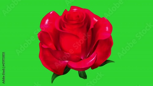 Timelapse,Close up of opening pink rose, blooming pink roses, beautiful animation, FULL HD,chromakey