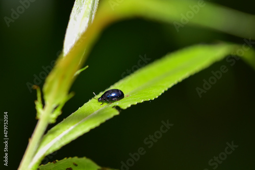 Insects inhabiting wild plants: leaf beetles