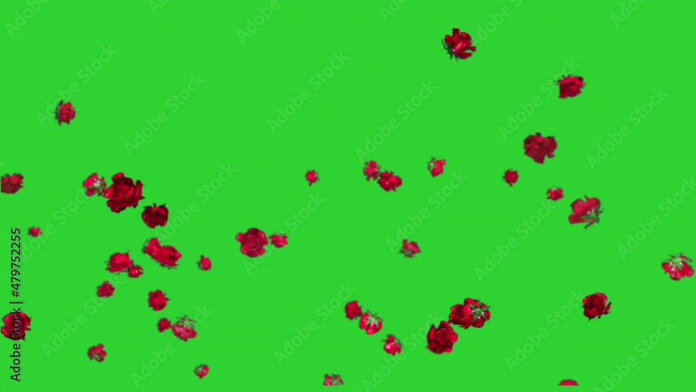Realistic Rose Petals Falling on Green Screen Background. Realistic Rose Petals Falling on Green Screen Background.