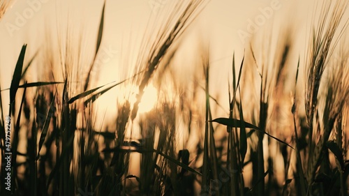 wheat in field at sunset  agriculture  grain growing on plantation in summer  grain business product  seed growing in ground in sunlight  concept harvesting ripe wheat ears. Ripening rural landscape