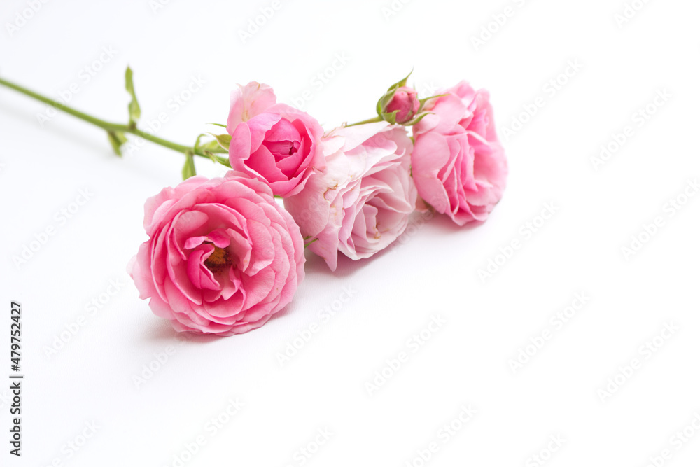 Little pink roses on white wood table. Gentle romantic background. Floral background. Top view, flat lay. Flowers, spring, summer concept .Romance and love card concept. Empty space for your text. Little pink roses on white wood table. Gentle romantic background. Floral background. Top view, flat lay. Flowers, spring, summer concept .Romance and love card concept. Empty space for your text.