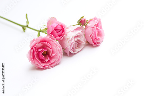 Little pink roses on white wood table. Gentle romantic background. Floral background. Top view  flat lay. Flowers  spring  summer concept .Romance and love card concept. Empty space for your text.