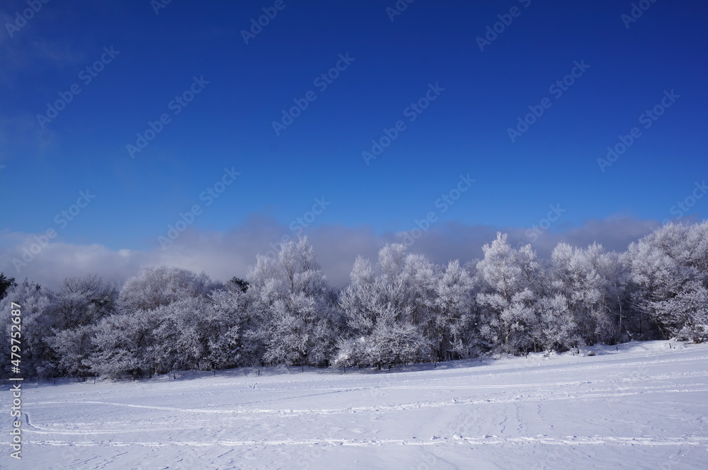 snow covered trees snow covered trees