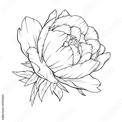 Peony Line Art, Poenies Outlines Isolated. Line Drawing. Botanical Line Art. FLoral black and white photo