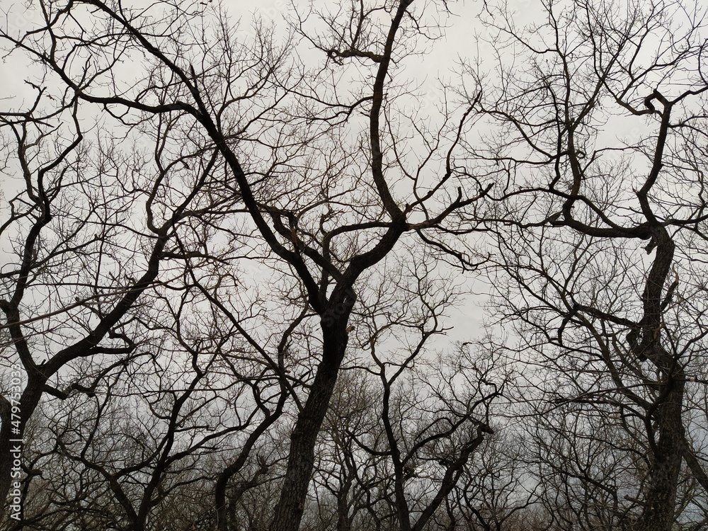 Branches of trees without leaves on the background of the winter sky Branches of trees without leaves on the background of the winter sky