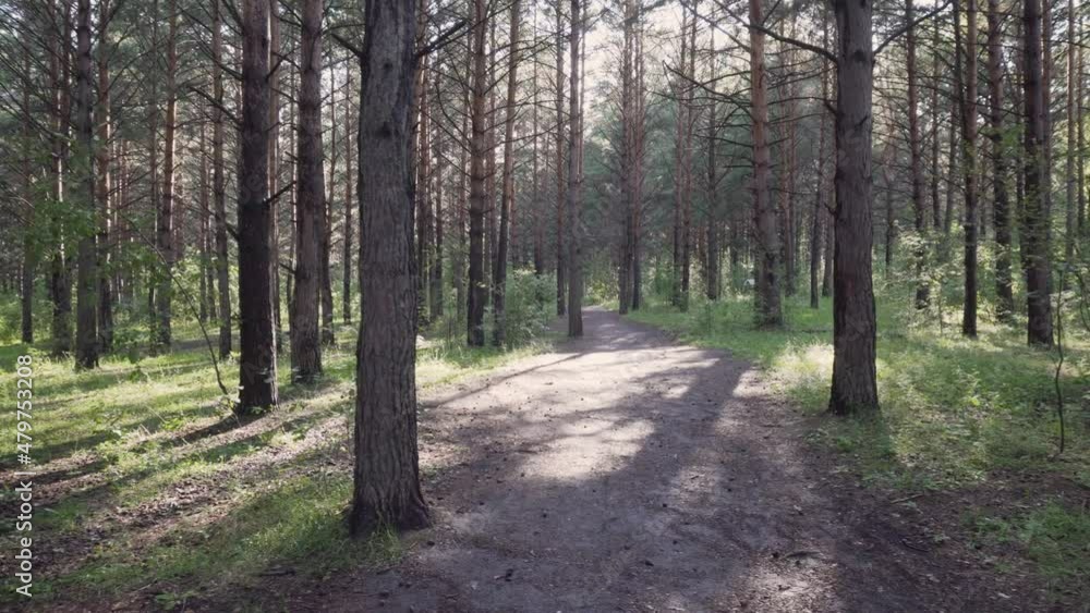 Rays of evening sunshine on green grass in pine woods Rays of evening sunshine on green grass in pine woods