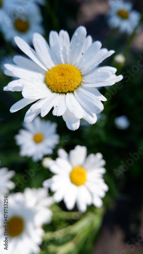 daisies in the garden