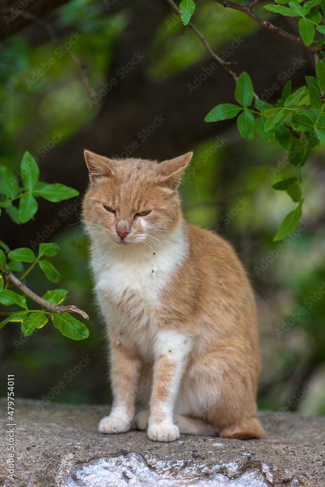 stray cats eat outdoors in summer, stray cats eat outdoors in summer,