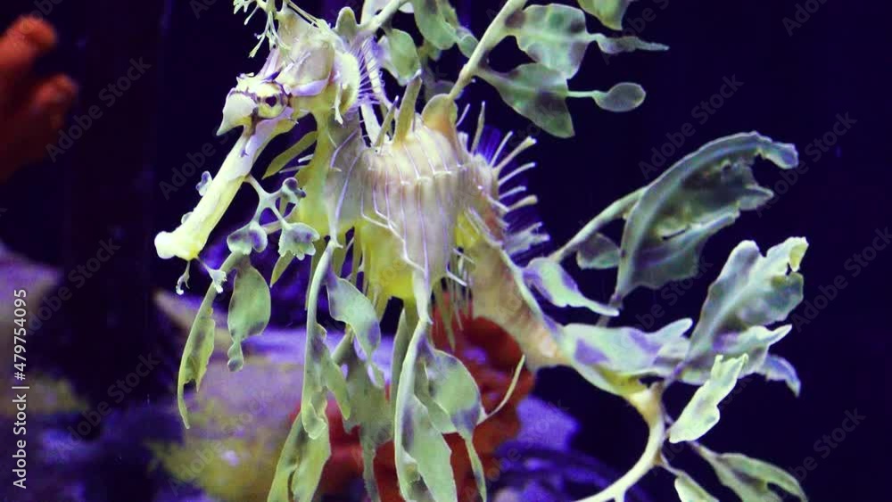 Leafy Seadragon (Phycodurus eques) swims in a saltwater aquarium Leafy Seadragon (Phycodurus eques) swims in a saltwater aquarium