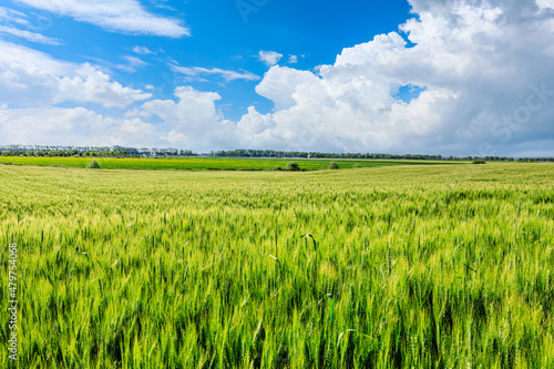 Green wheat field under blue sky. Wheat field natural landscape in spring.