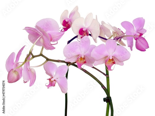 two pink orchids Phalaenopsis isolated on white