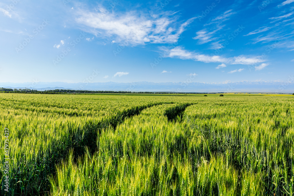 Green wheat field under blue sky. Wheat field natural landscape in spring.