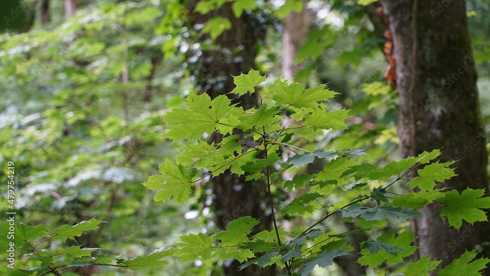 Bonn Germany June 2021 Leaves and branches of a maple tree in the forest against the natural green background in the sunshine