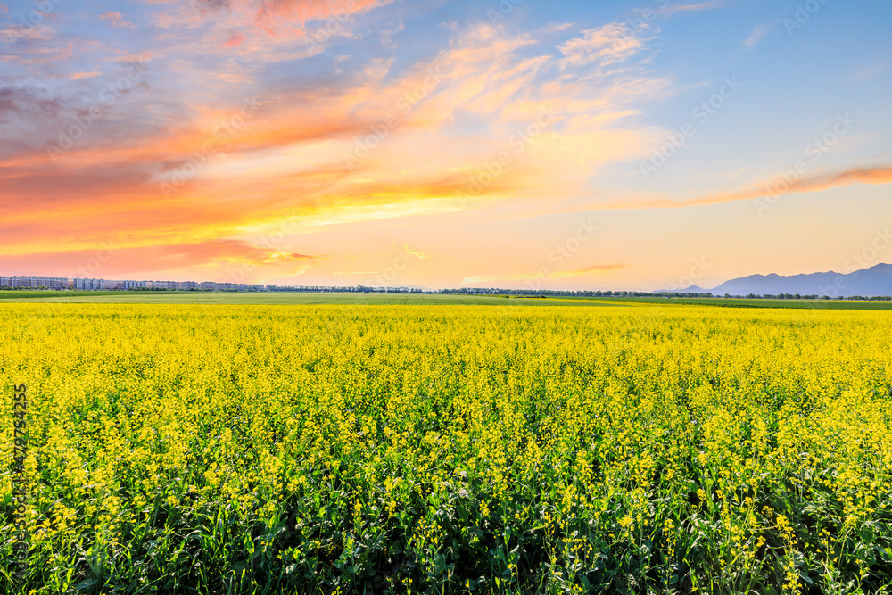 Blooming yellow rape flowers at sunset. Beautiful rape flowers natural landscape in spring.