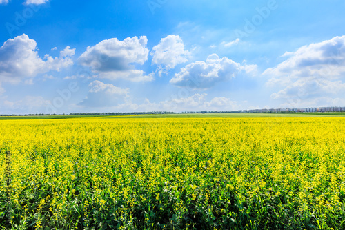 Blooming yellow rape flowers under blue sky. Beautiful rape flowers natural landscape in spring.