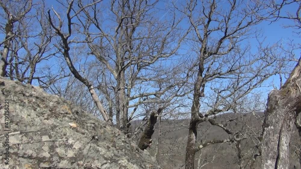 Mountain slope with bare trees, early spring in the mountains, sunny day, strong wind in the mountains bends the trees, outdoor recreation, outdoor walk Mountain slope with bare trees, early spring in the mountains, sunny day, strong wind in the mountains bends the trees, outdoor recreation, outdoor walk