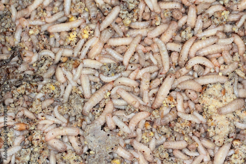 Larvae of Black Soldier Fly (Hermetia illucens) for protein animal feed ingredient. Larvae of Black Soldier Fly (Hermetia illucens) for protein animal feed ingredient.