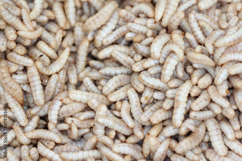 Larvae of Black Soldier Fly (Hermetia illucens) for protein animal feed ingredient. Larvae of Black Soldier Fly (Hermetia illucens) for protein animal feed ingredient.