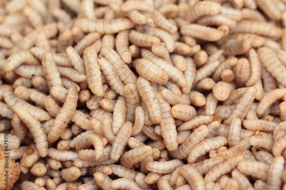 Larvae of Black Soldier Fly (Hermetia illucens) for protein animal feed ingredient. Larvae of Black Soldier Fly (Hermetia illucens) for protein animal feed ingredient.