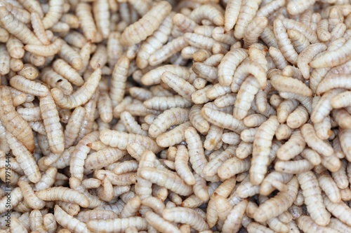 Larvae of Black Soldier Fly (Hermetia illucens) for protein animal feed ingredient.