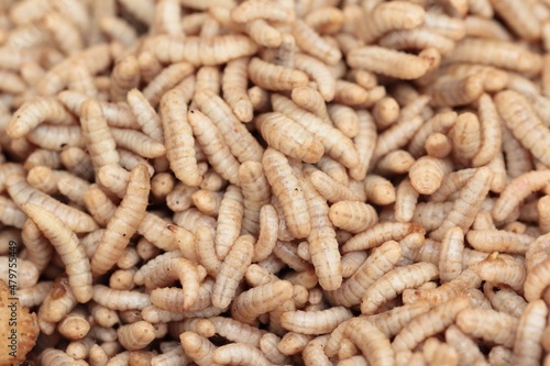 Fotografia Larvae of Black Soldier Fly (Hermetia illucens) for protein animal feed ingredient