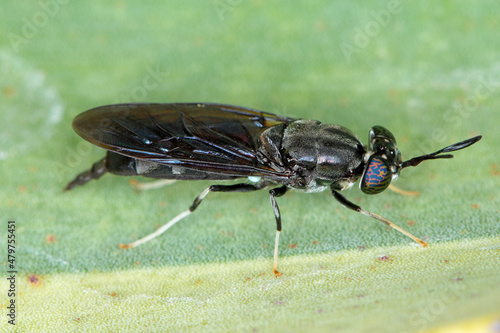 Black Soldier Fly - latin name is Hermetia illucens.  Close-up of fly sitting on a leaf. This species is used in the production of protein.