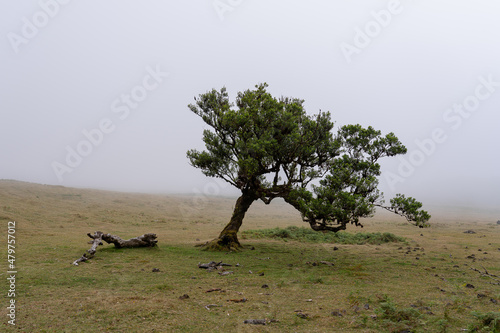 View at Mystical Fanal laurisilva forest at Madeira island