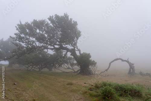 View at Mystical Fanal laurisilva forest at Madeira island photo