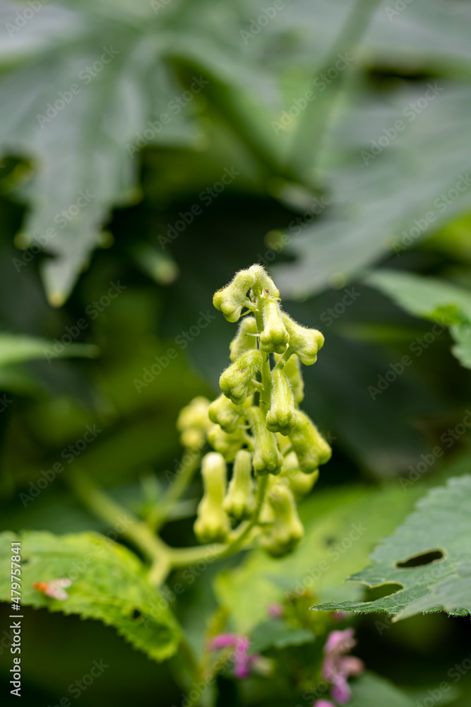 Aconitum lycoctonum flower growing in forest, macro Aconitum lycoctonum flower growing in forest, macro