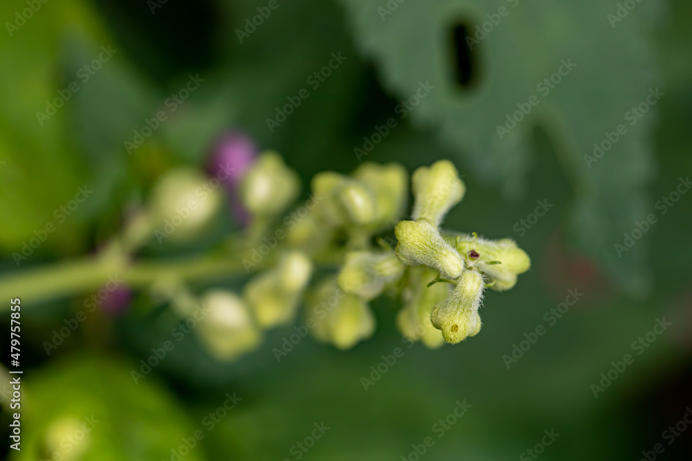 Aconitum lycoctonum flower growing in forest Aconitum lycoctonum flower growing in forest
