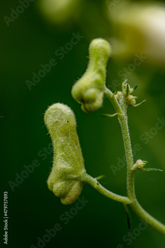 Aconitum lycoctonum flower growing in forest, close up shoot	 photo