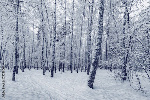 Birch tree grove at winter day. © serjiob74