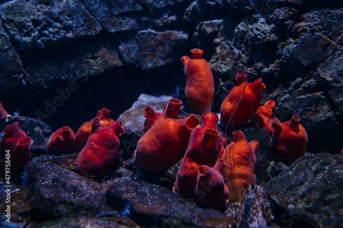 Underwater sponge of the red color of the cold sea photo