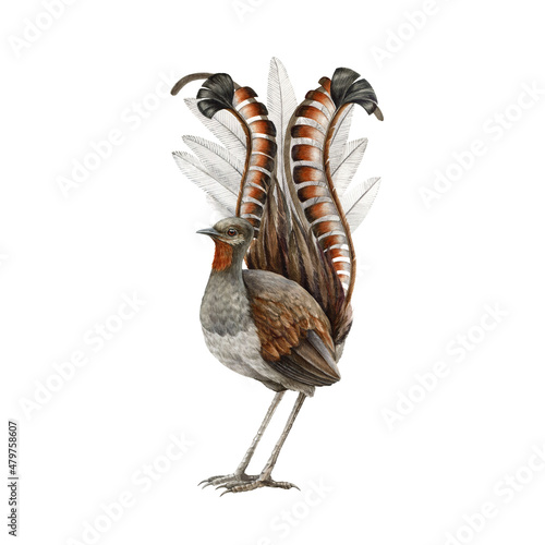 Lyrebird watercolor illustration. Realistic lyre bird australia endemic wildlife animal. Lyrebird male single australian bird. Beautiful tropical wildlife animal on white background photo