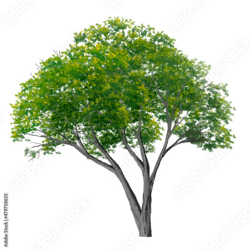Vector of abstract watercolor tree side view isolated on white background  for landscape plan and architecture layout drawing, elements for environment and garden